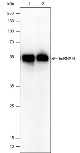 Anti-hnRNP H Mouse mAb