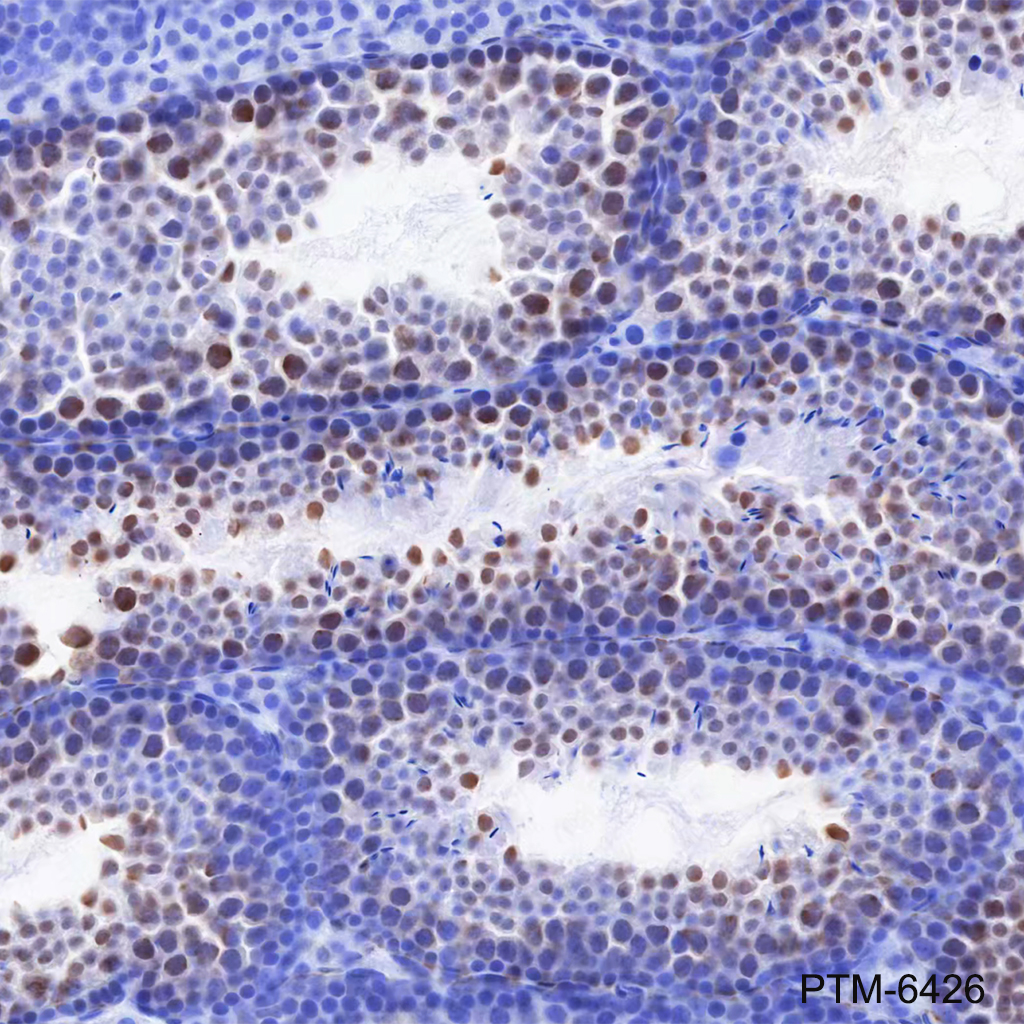 Anti-hnRNP H Mouse mAb