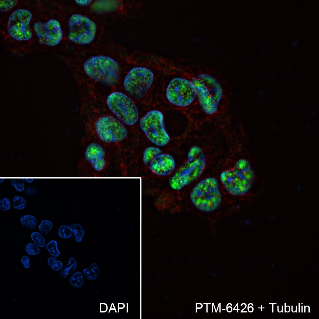 Anti-hnRNP H Mouse mAb