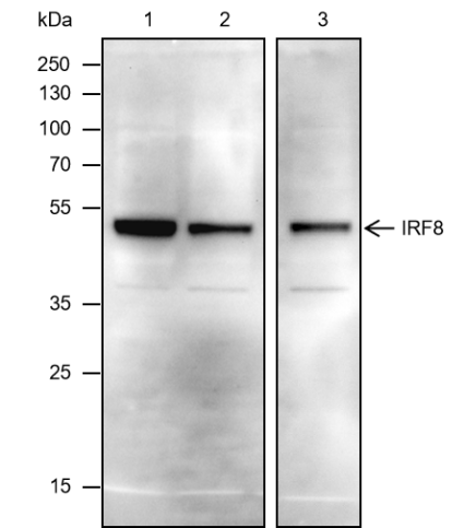 Anti-IRF8 Mouse mAb