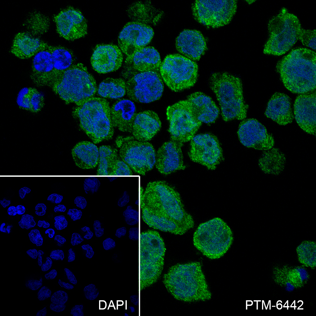Anti-IRF8 Mouse mAb