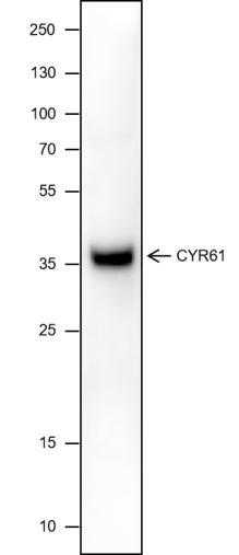 Anti-CYR61 Mouse mAb