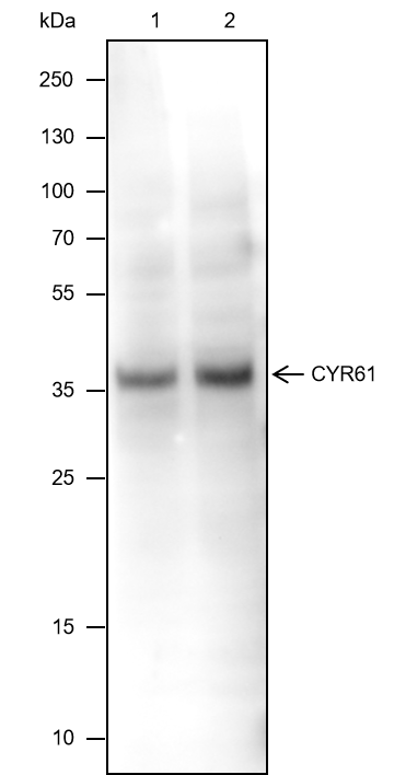 Anti-CYR61 Mouse mAb