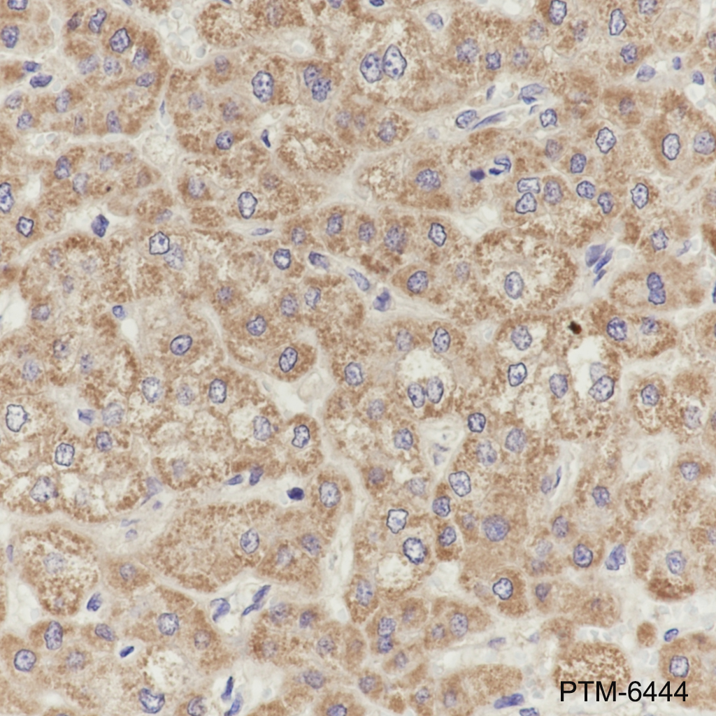 Anti-CYR61 Mouse mAb