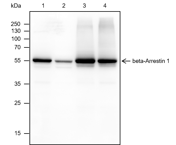 Anti-beta-Arrestin 1 Mouse mAb