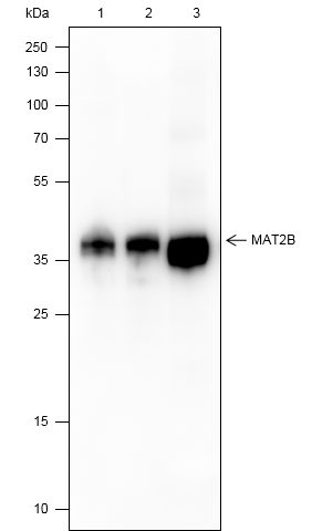 Anti-MAT2B Mouse mAb