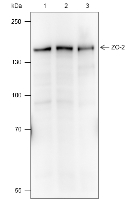 Anti-ZO-2 Mouse mAb