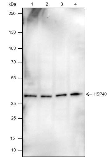 Anti-HSP40 Mouse mAb
