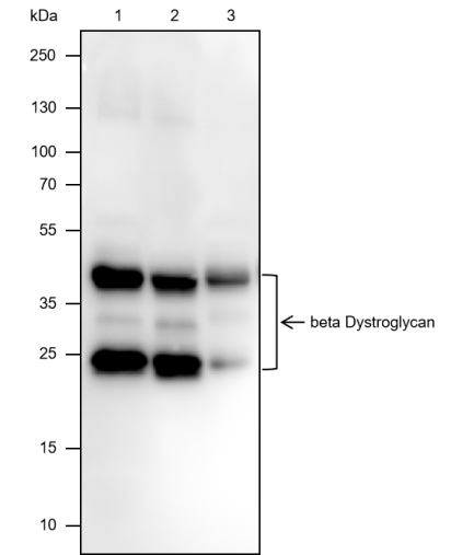 Anti-beta Dystroglycan Mouse mAb