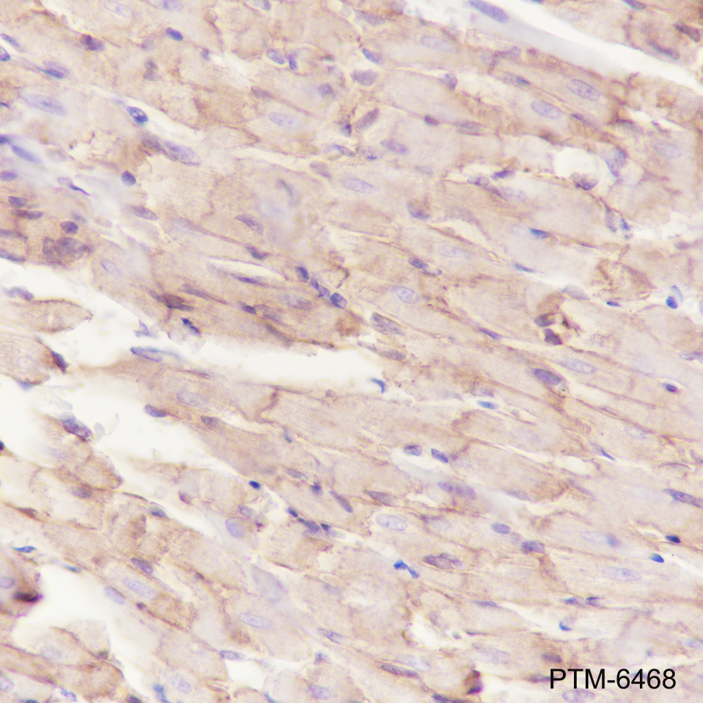 Anti-beta Dystroglycan Mouse mAb