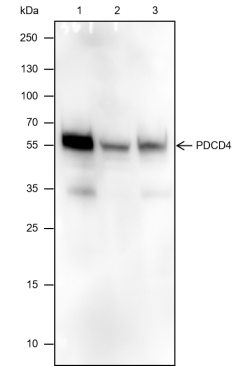 Anti-PDCD4 Mouse mAb