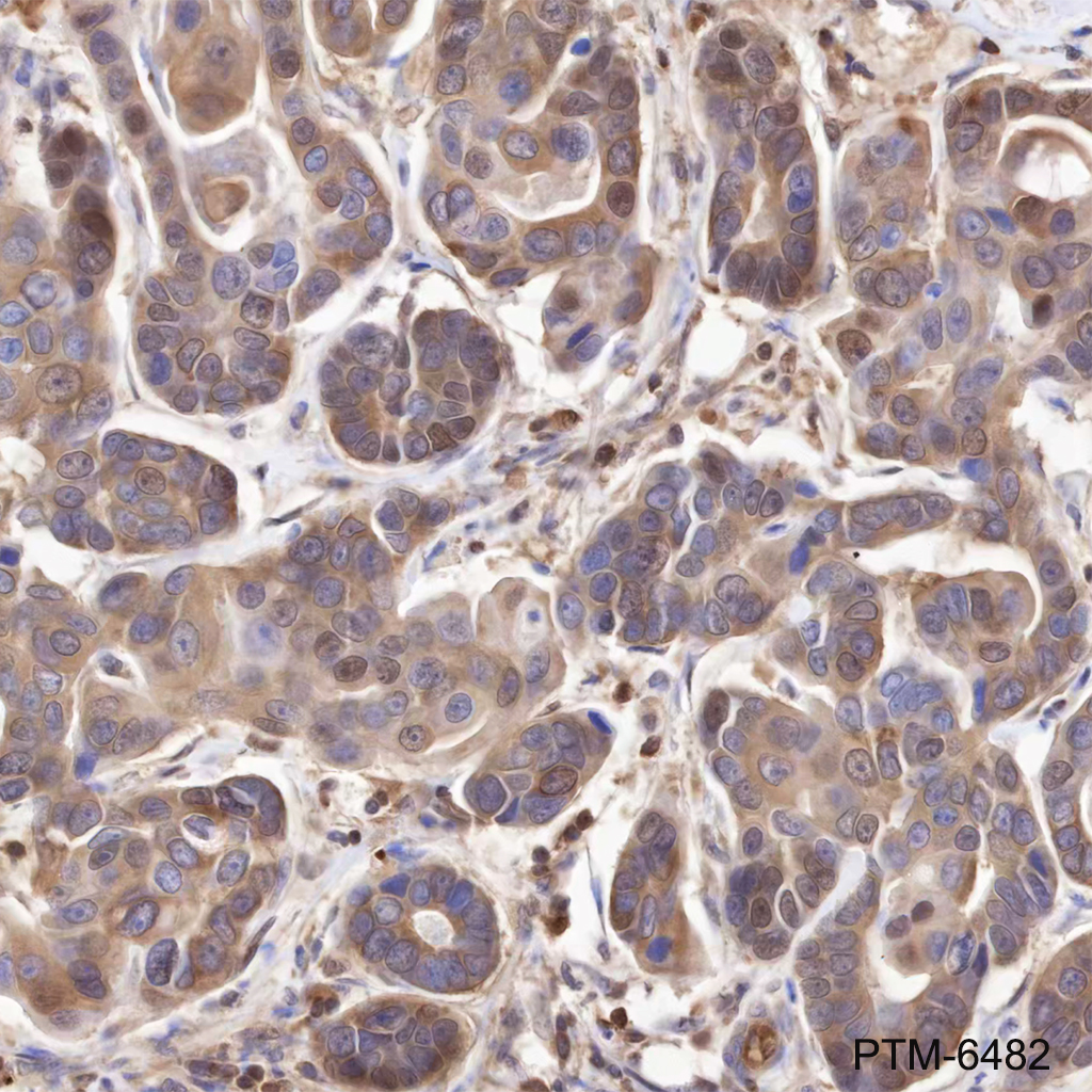 Anti-PDCD4 Mouse mAb