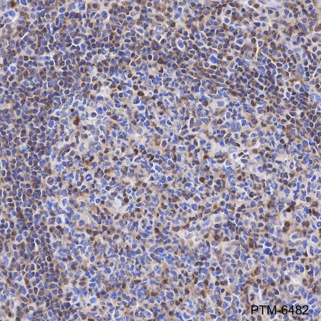 Anti-PDCD4 Mouse mAb