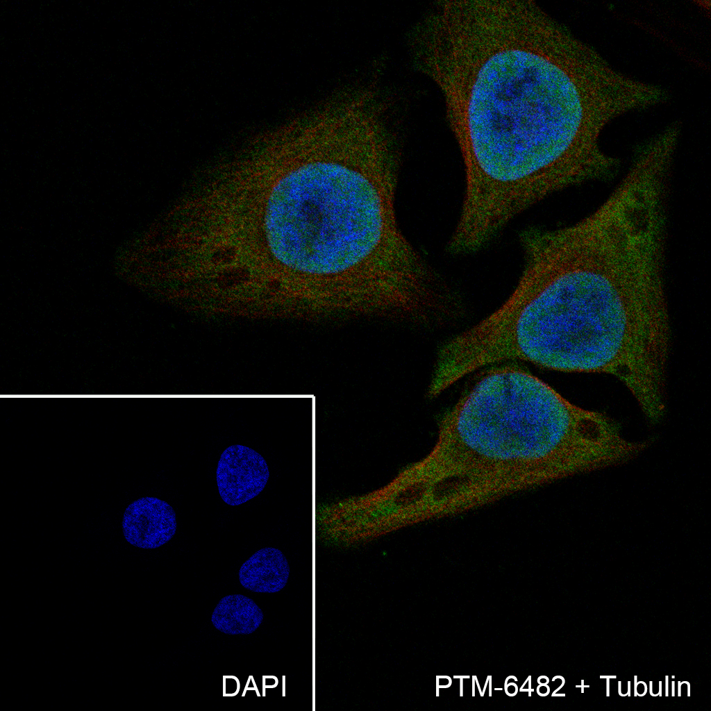 Anti-PDCD4 Mouse mAb