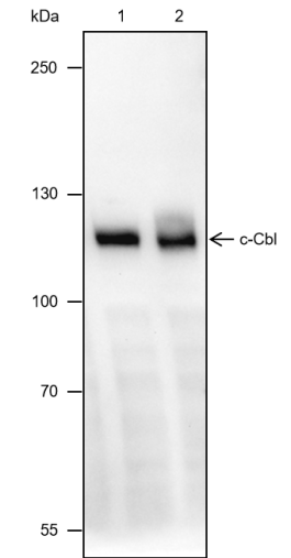 Anti-c-Cbl Mouse mAb