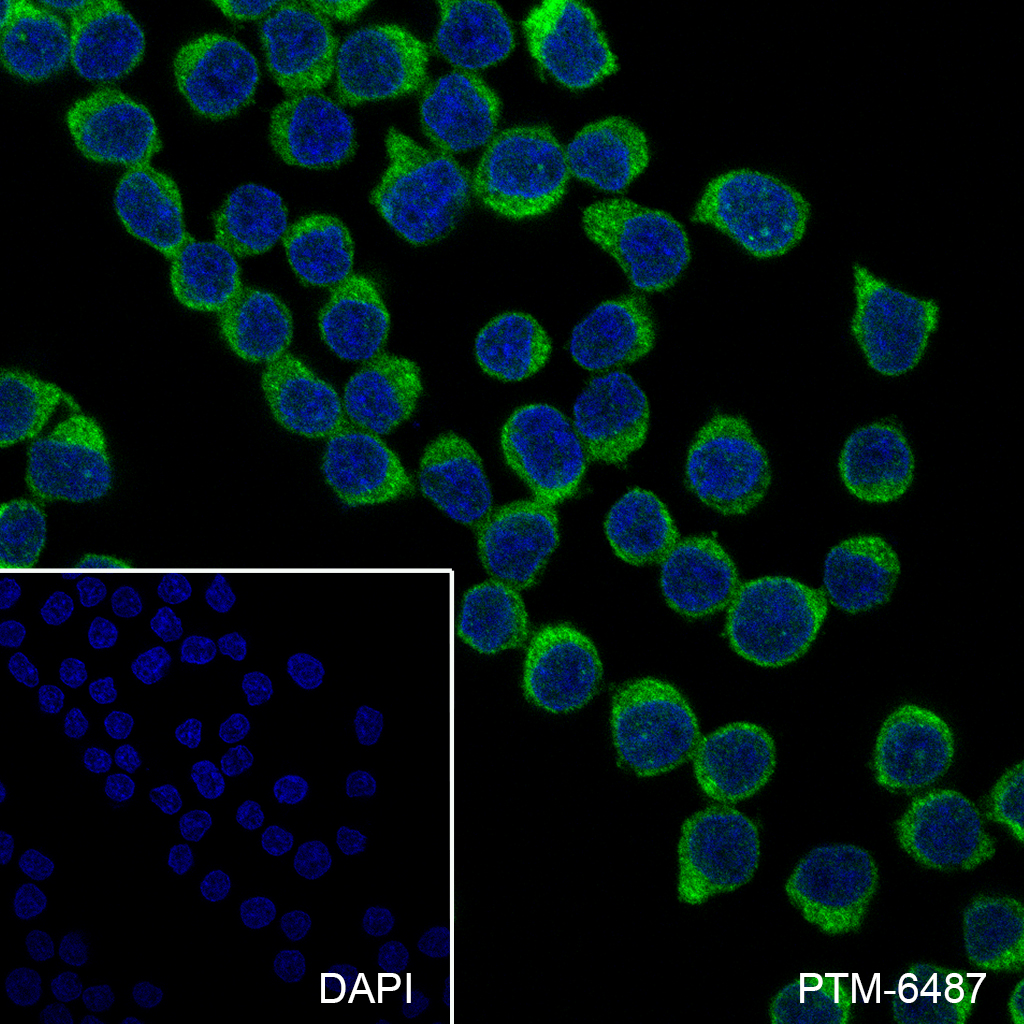 Anti-c-Cbl Mouse mAb