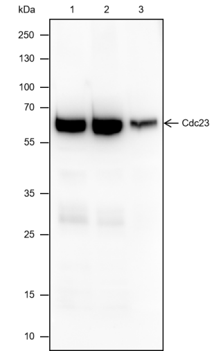 Anti-Cdc23 Rabbit mAb