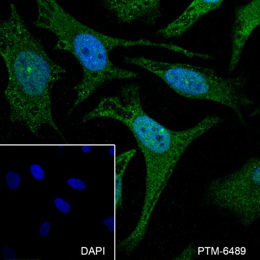 Anti-Cdc23 Rabbit mAb