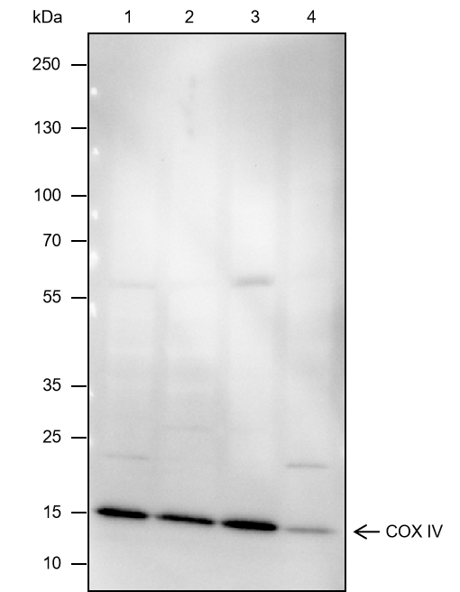 Anti-COX IV Mouse mAb