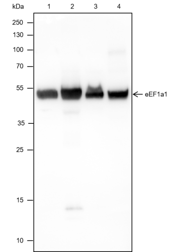 Anti-eEF1A1 Rabbit mAb