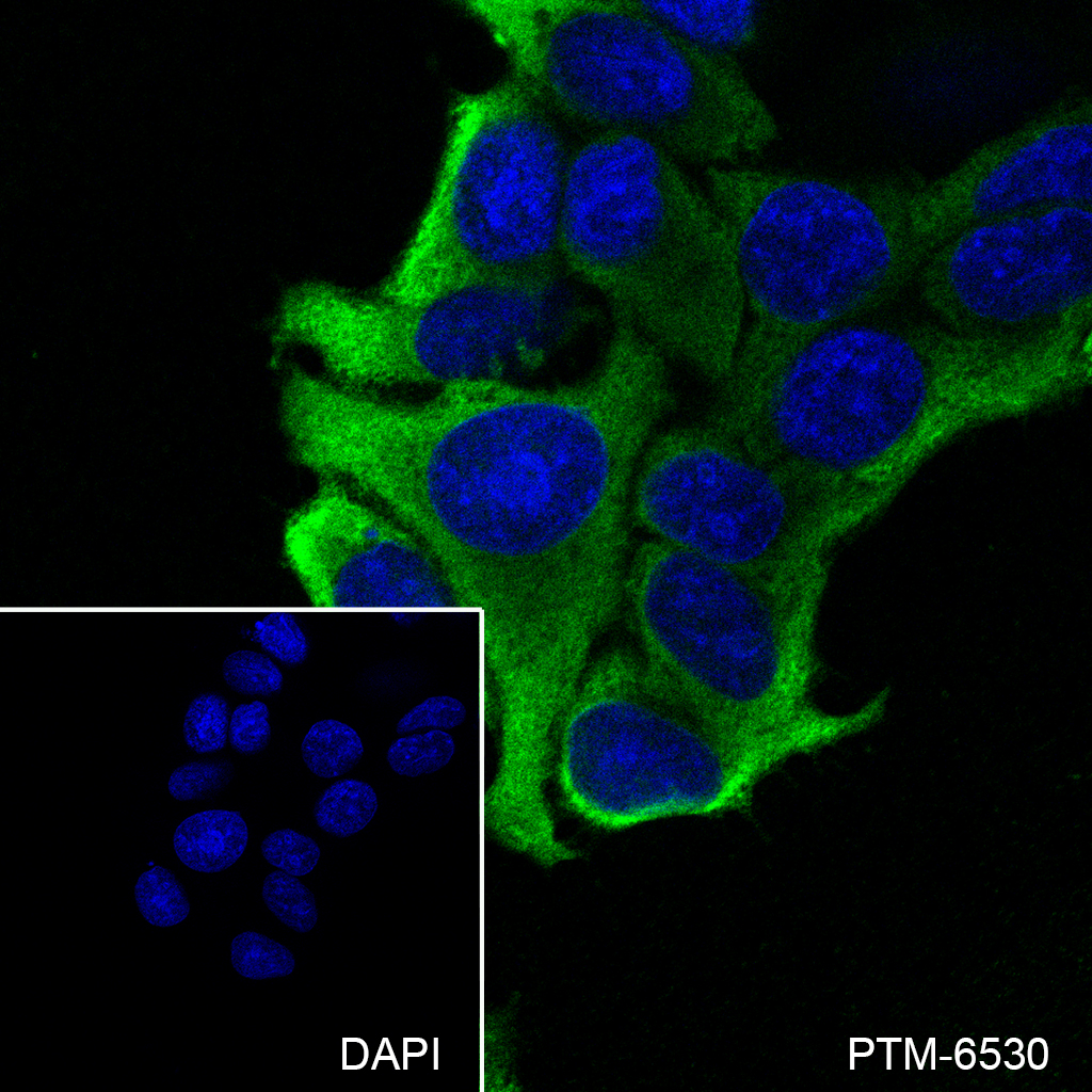 Anti-eEF1A1 Rabbit mAb