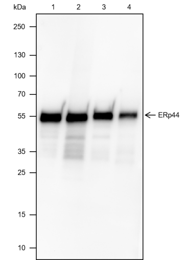 Anti-ERp44 Mouse mAb