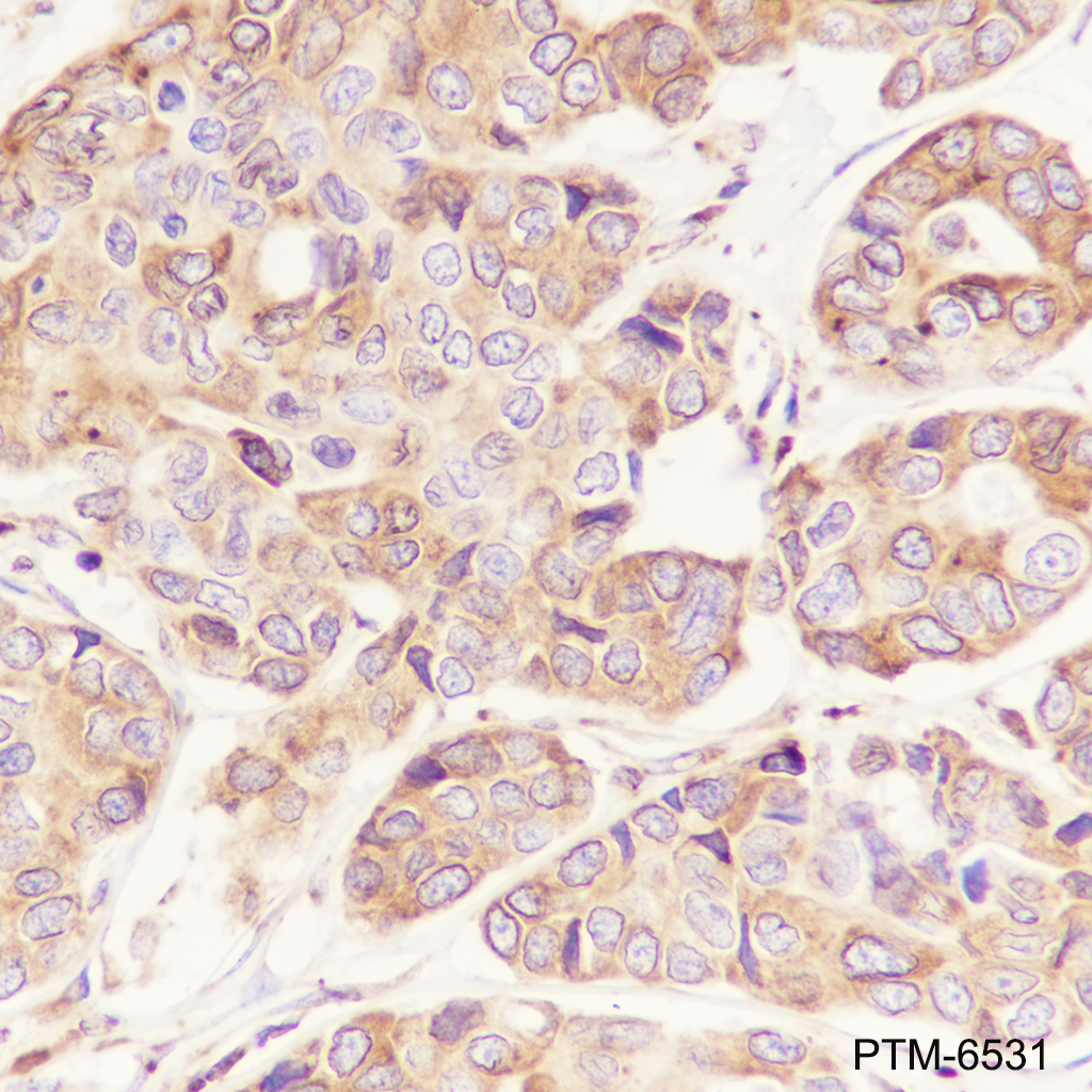 Anti-ERp44 Mouse mAb