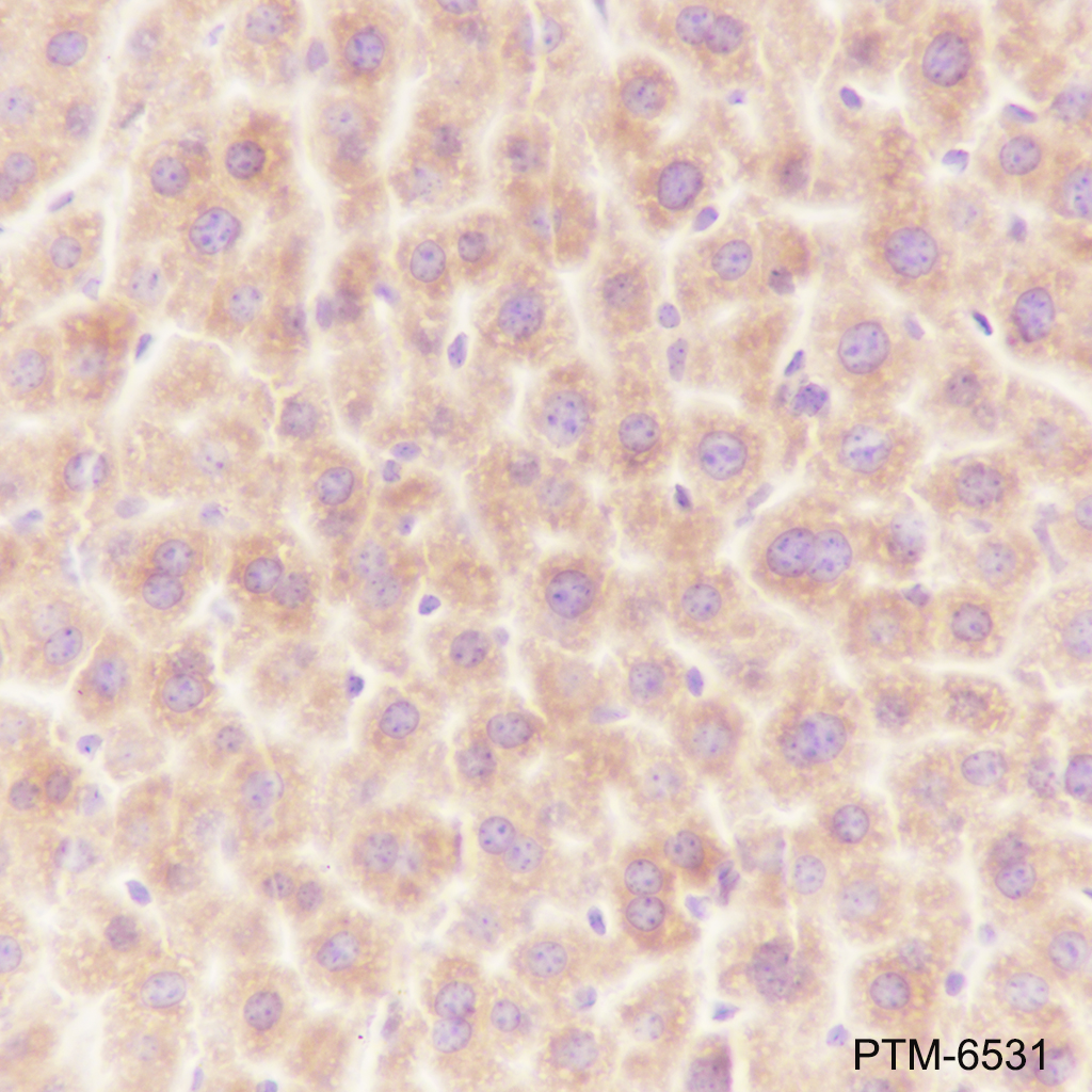 Anti-ERp44 Mouse mAb