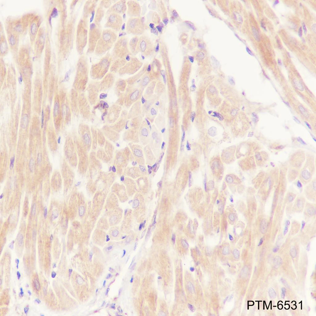 Anti-ERp44 Mouse mAb