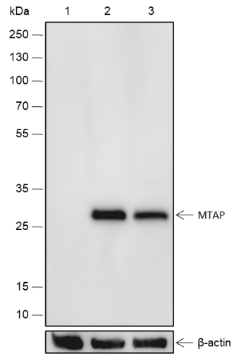 Anti-MTAP Rabbit mAb