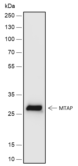 Anti-MTAP Rabbit mAb