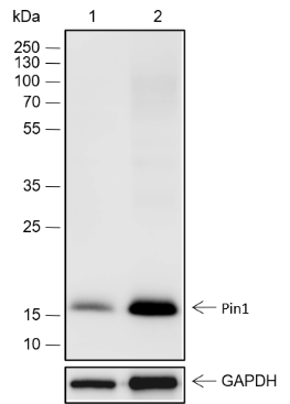 Anti-Pin1 Rabbit mAb