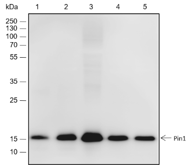 Anti-Pin1 Rabbit mAb