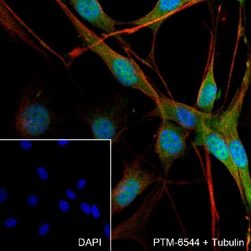 Anti-Pin1 Rabbit mAb