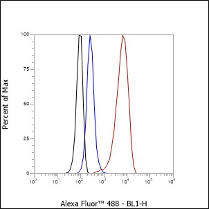 Anti-Pin1 Rabbit mAb