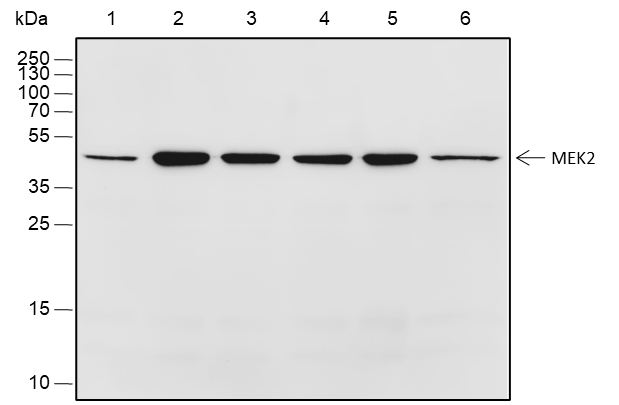Anti-MEK2 Rabbit mAb