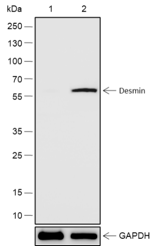 Anti-Desmin Rabbit mAb