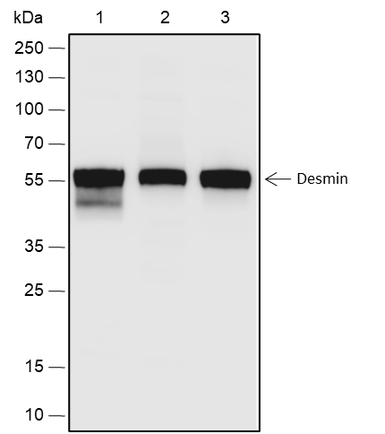 Anti-Desmin Rabbit mAb