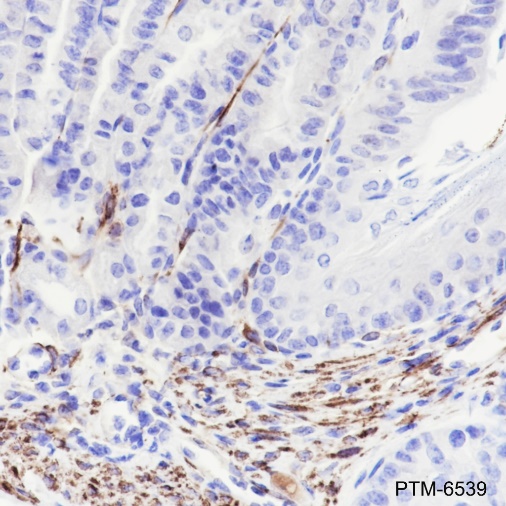 Anti-Desmin Rabbit mAb
