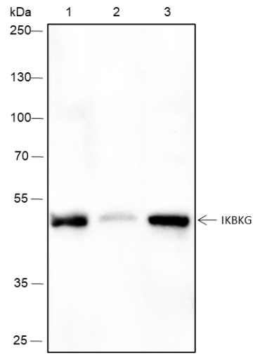 Anti-IKK gamma Mouse mAb