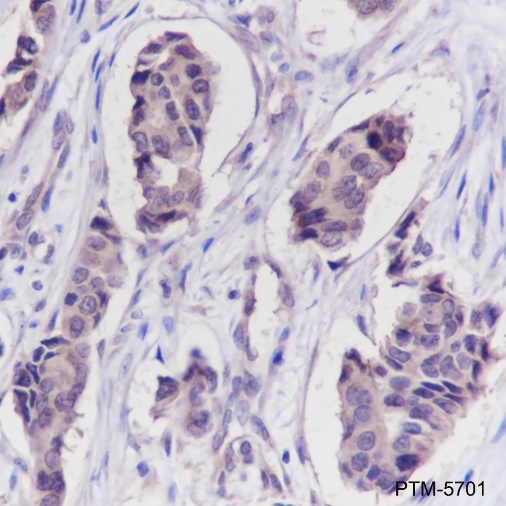 Anti-IKK gamma Mouse mAb
