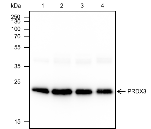 Anti-PRDX3 Mouse mAb