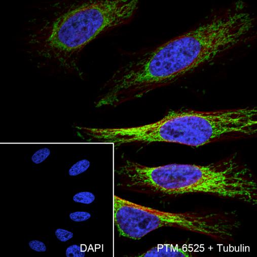 Anti-PRDX3 Mouse mAb