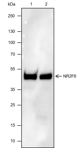 Anti-NR2F6 / EAR-2 Mouse mAb