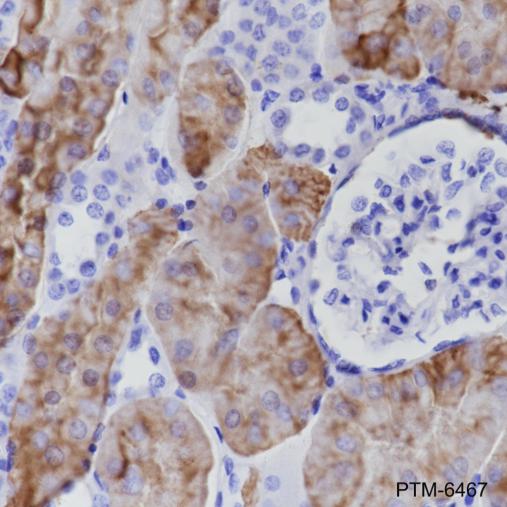 Anti-CD15/SSEA1 Mouse mAb
