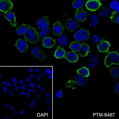 Anti-CD15/SSEA1 Mouse mAb