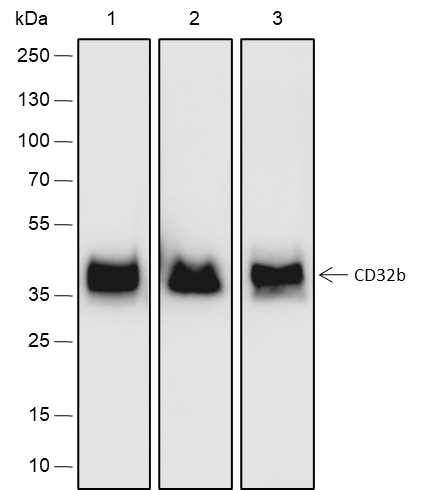 Anti-CD32B Rabbit mAb