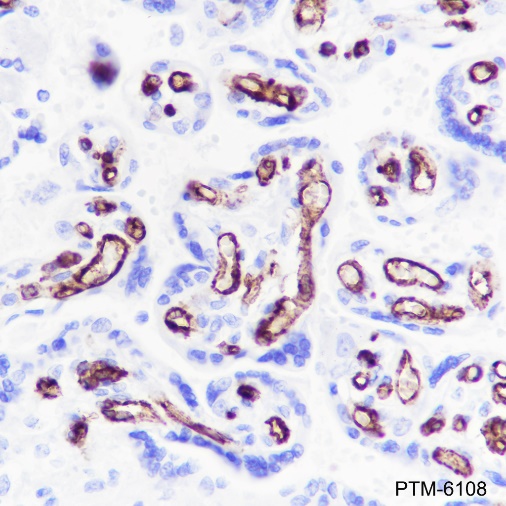 Anti-CD32B Rabbit mAb