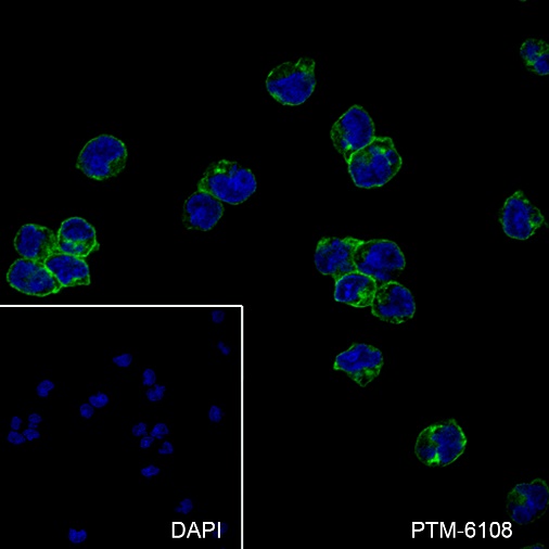 Anti-CD32B Rabbit mAb