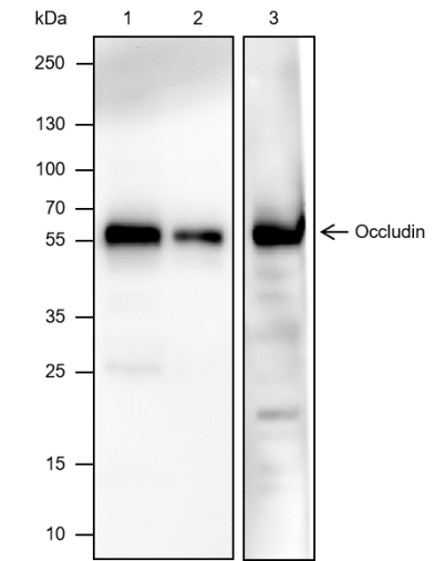 Anti-Occludin Mouse mAb